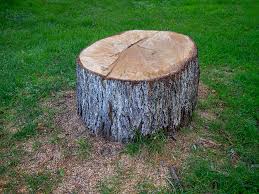  Day Heights, OH Tree Services Pros
