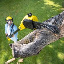 Lawn Renovation and Restoration in Day Heights, OH