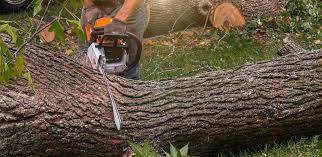 Trusted Day Heights, OH Tree Services Experts