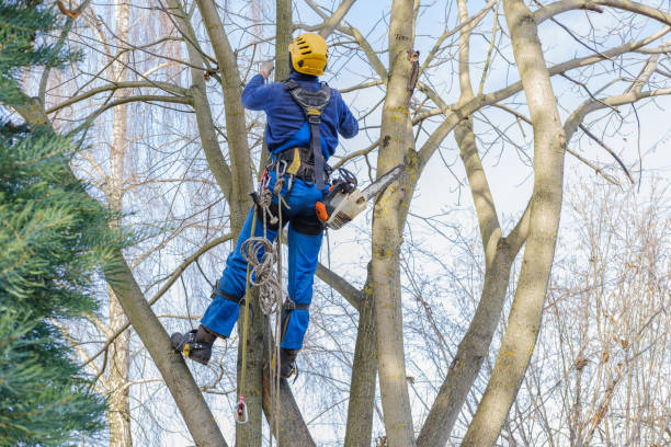 Best Utility Line Clearance  in Day Heights, OH