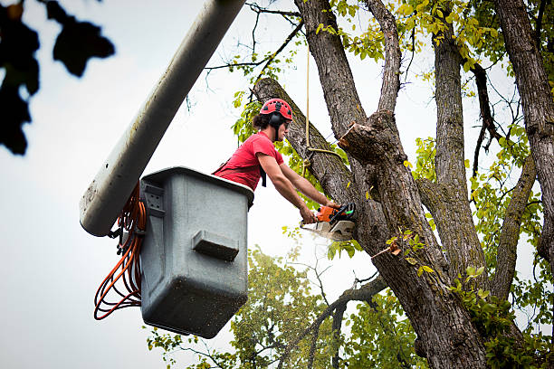 Best Lawn Pest Prevention  in Day Heights, OH