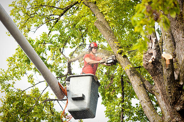 Best Fruit Tree Pruning  in Day Heights, OH
